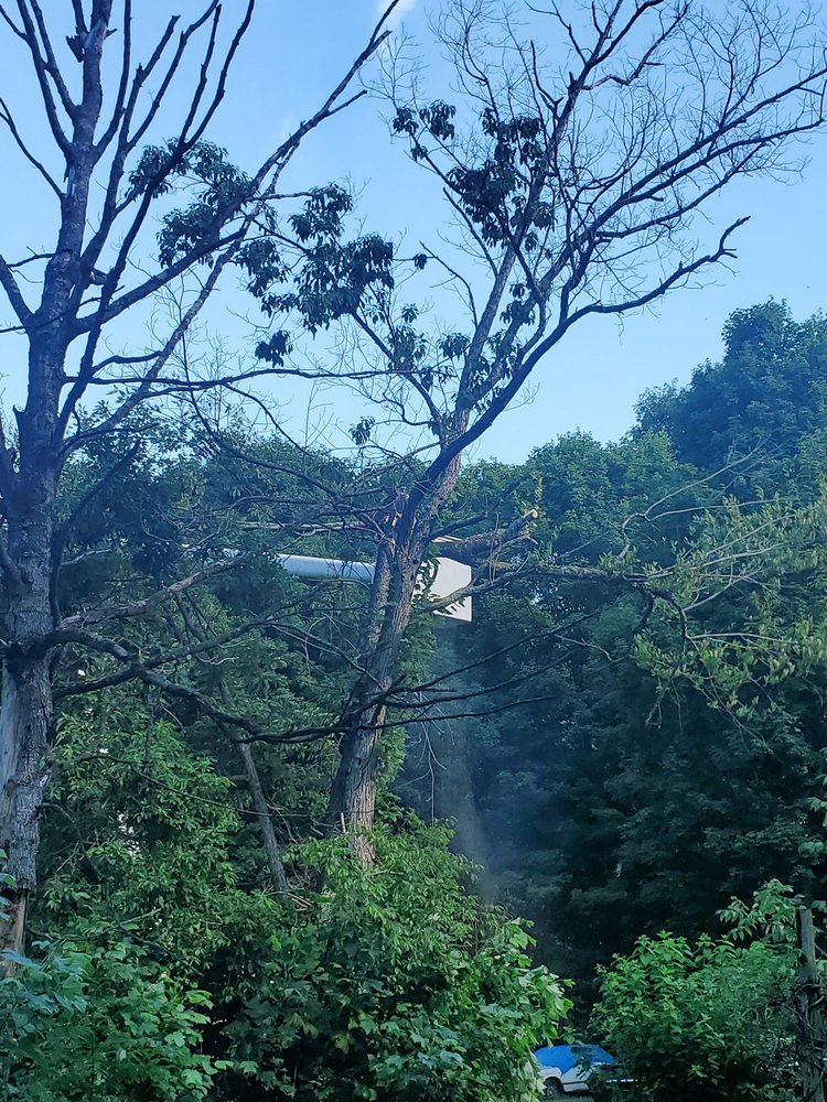 Crew member working high in a tree from a bucket truck
