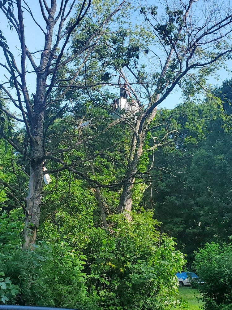Bucket truck reaching into a tall canopy for a trim job