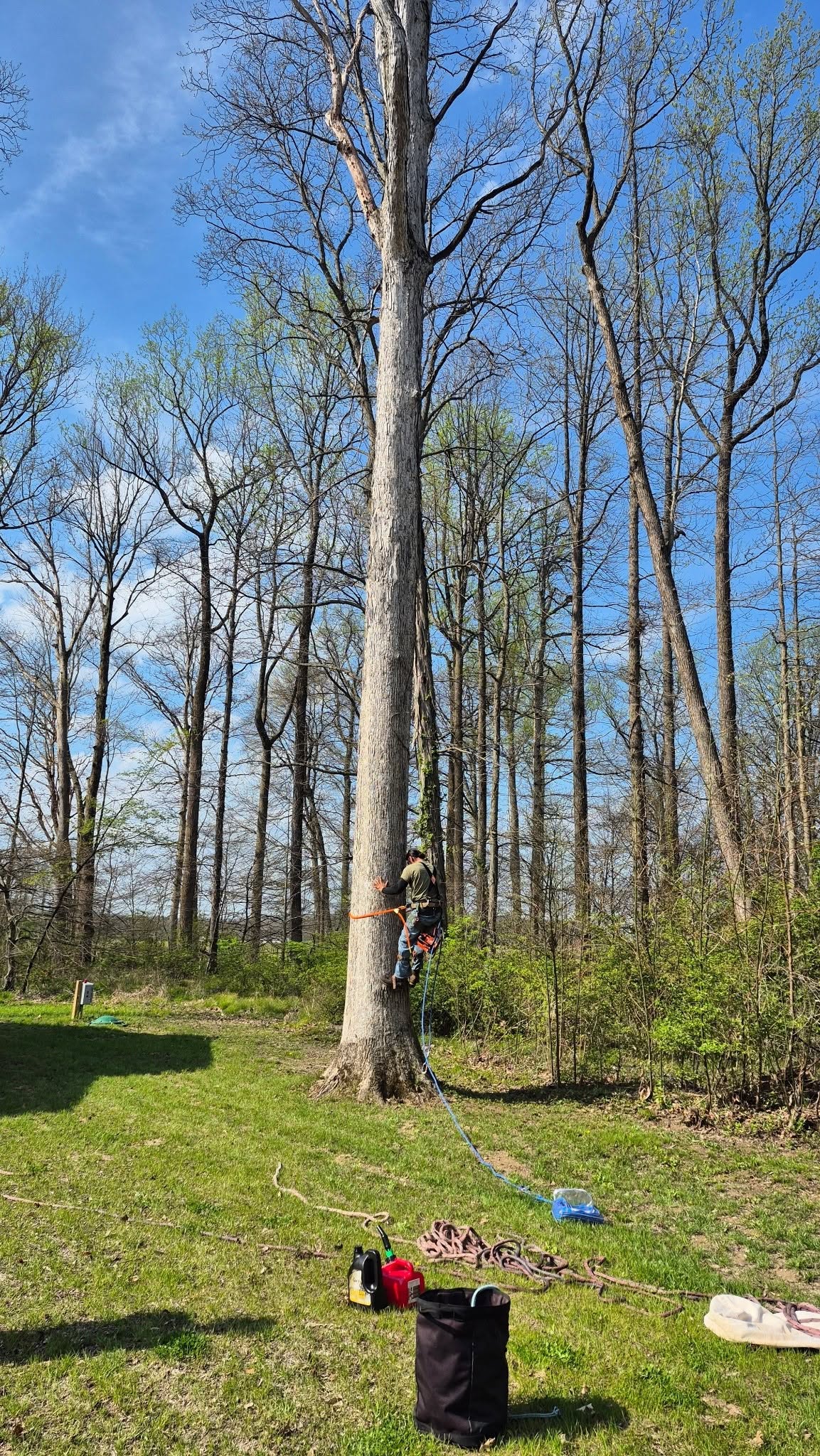 Climber working high in a tall tree on ropes
